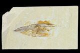 Cretaceous Fossil Soft Bodied Squid - Lebanon #162764-1